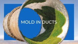 Read more about the article What Causes Mold in Air Ducts? A Phoenix Homeowner’s Guide